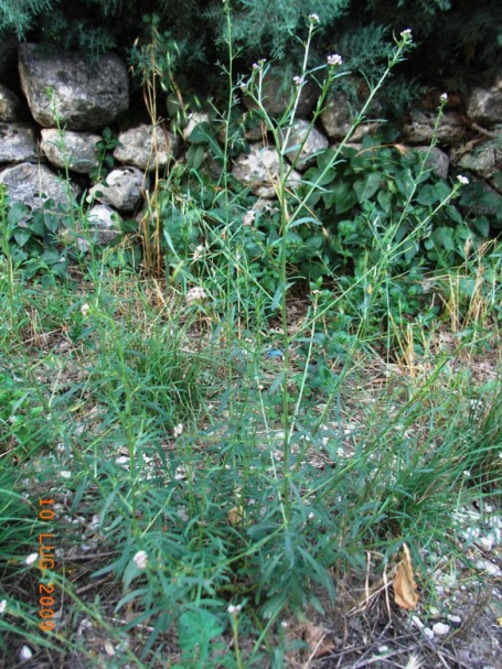 Lepidium graminifolium